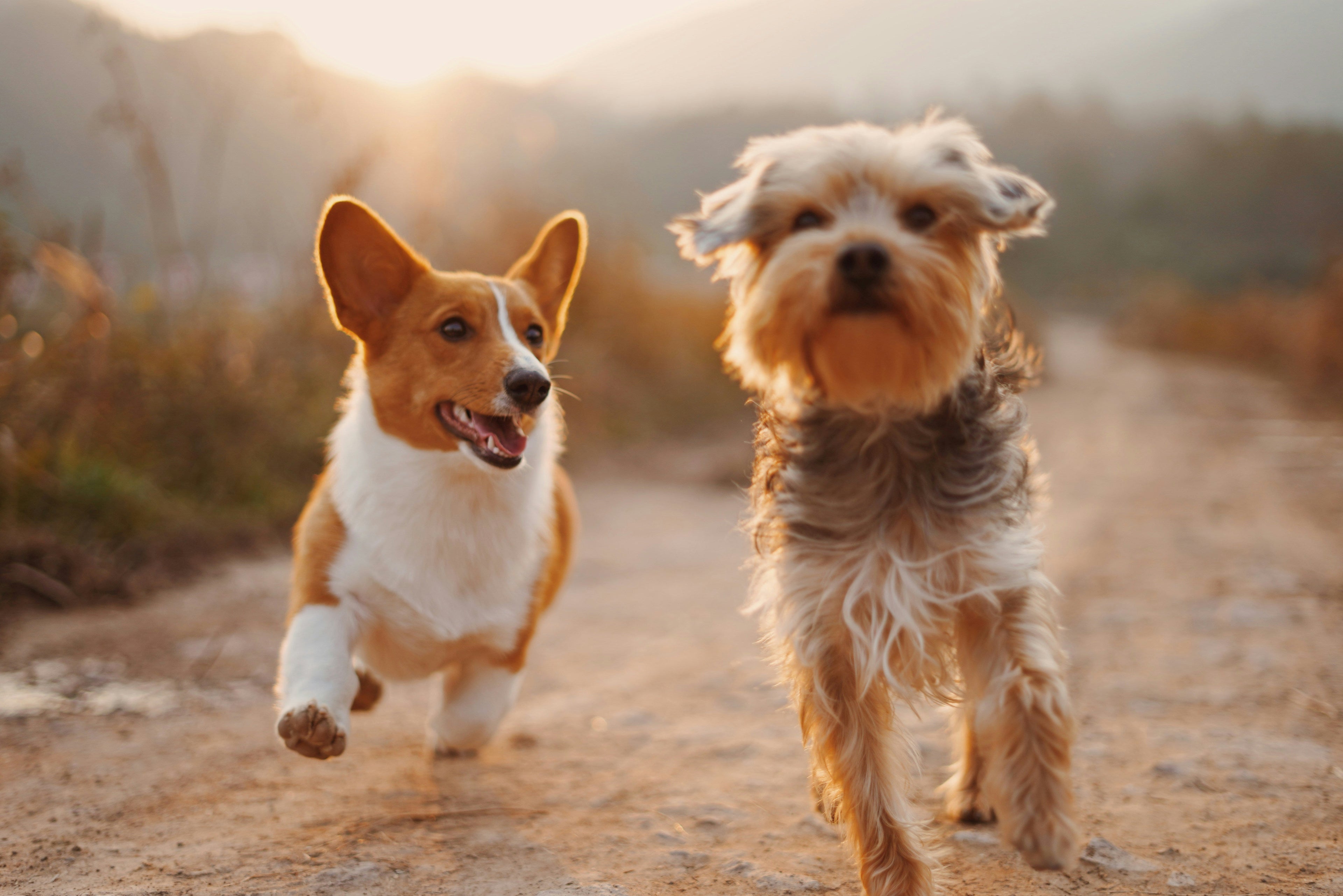 Pet Guides